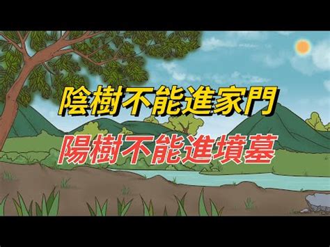 陽樹林 陰樹林|陰樹